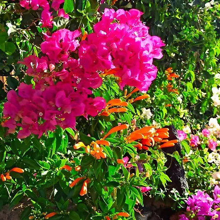 Appartamento Finca Aurora *